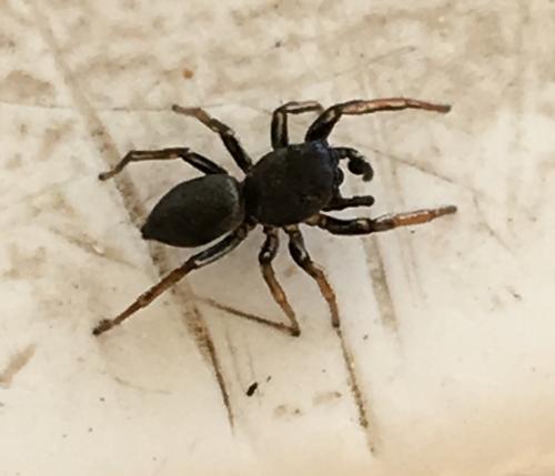 Réf. 206 759 : Heliophanus sp.